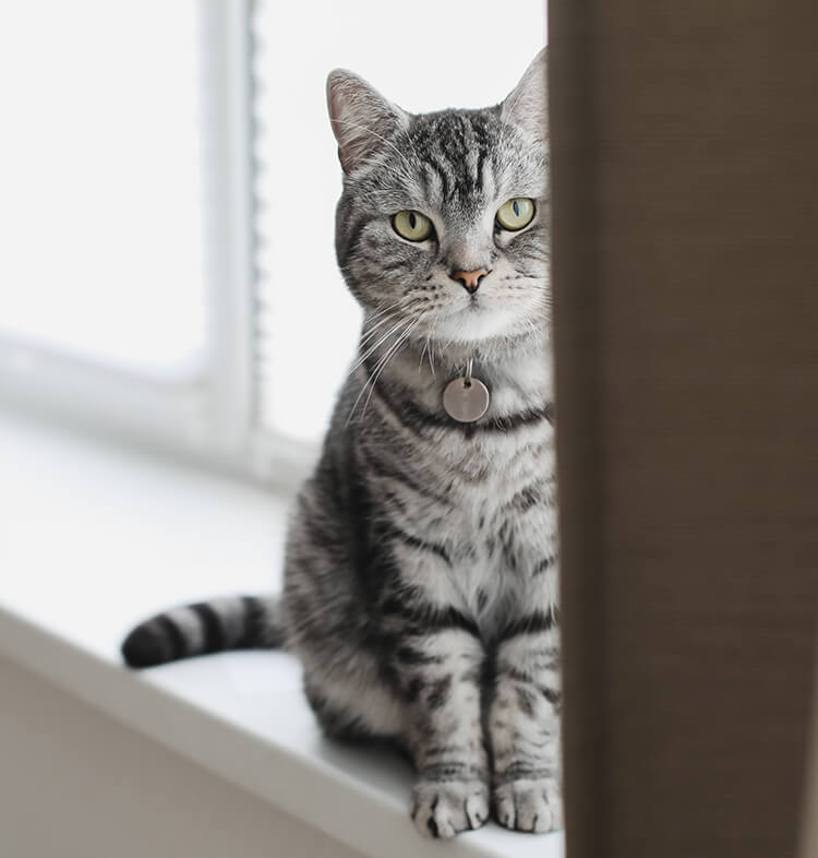 Chats 1 an et