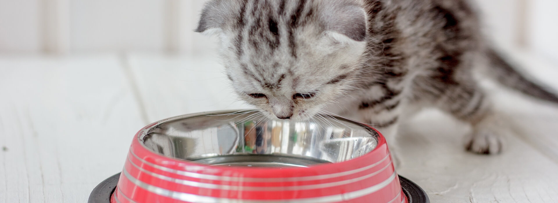 Alimentation whiskas