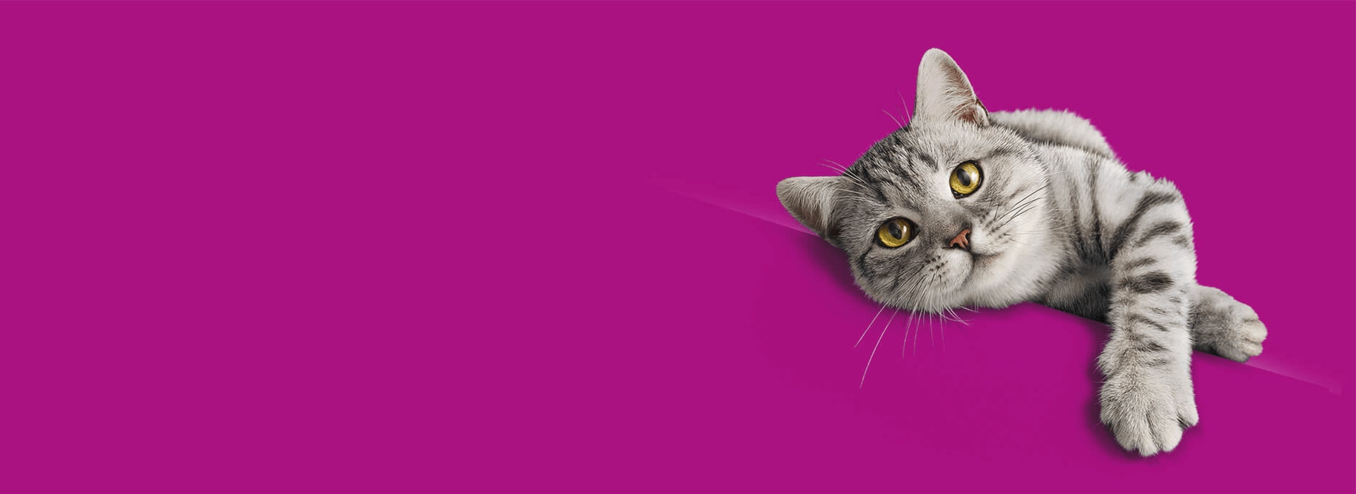 Chats 7 ans et +