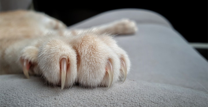 Chaton-agressif-controler-lagressivite-de-votre-Chaton.jpg