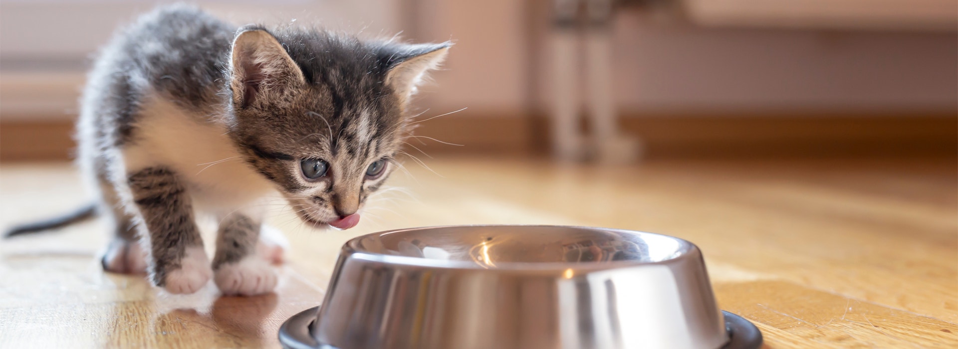 Chaton-alimentation-un-plaisir-sans-cesse-renouvele-pour-un-Chaton.jpg