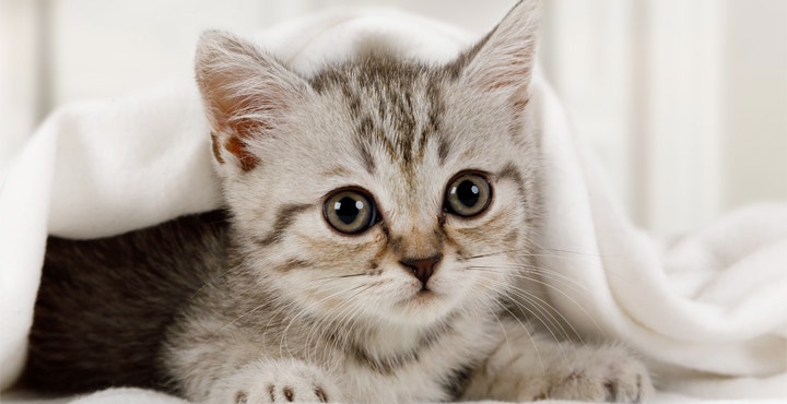 Chaton-en-bonne-sante-nos-conseils.jpg