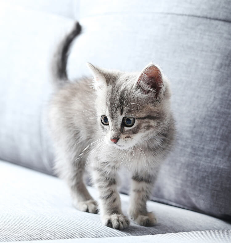 Comportement whiskas