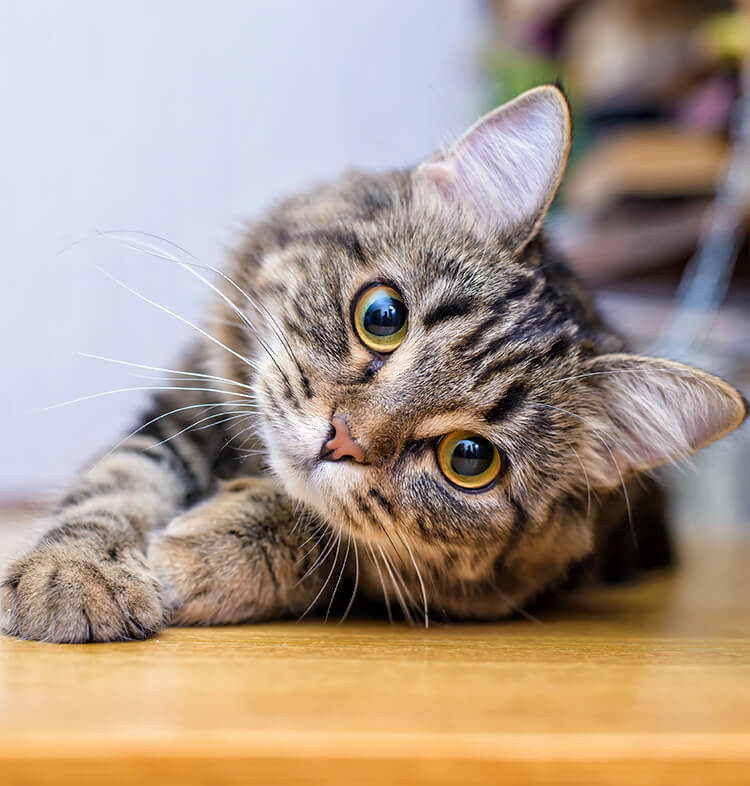 Le language des chats
