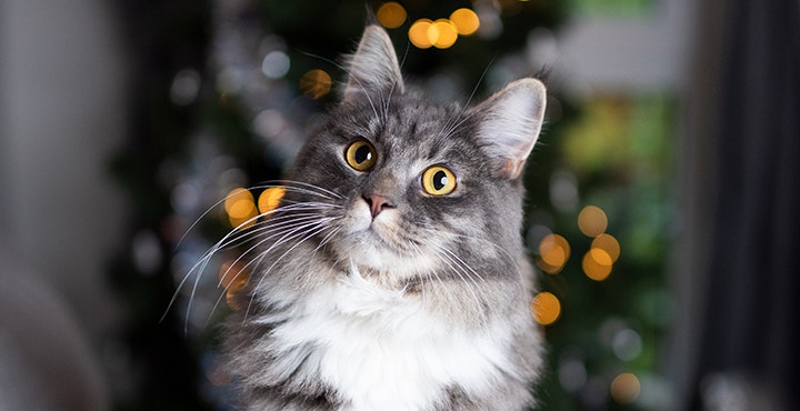 aliment-dangereux-pour-les-chats-noel-une-periode-a-risque.jpg