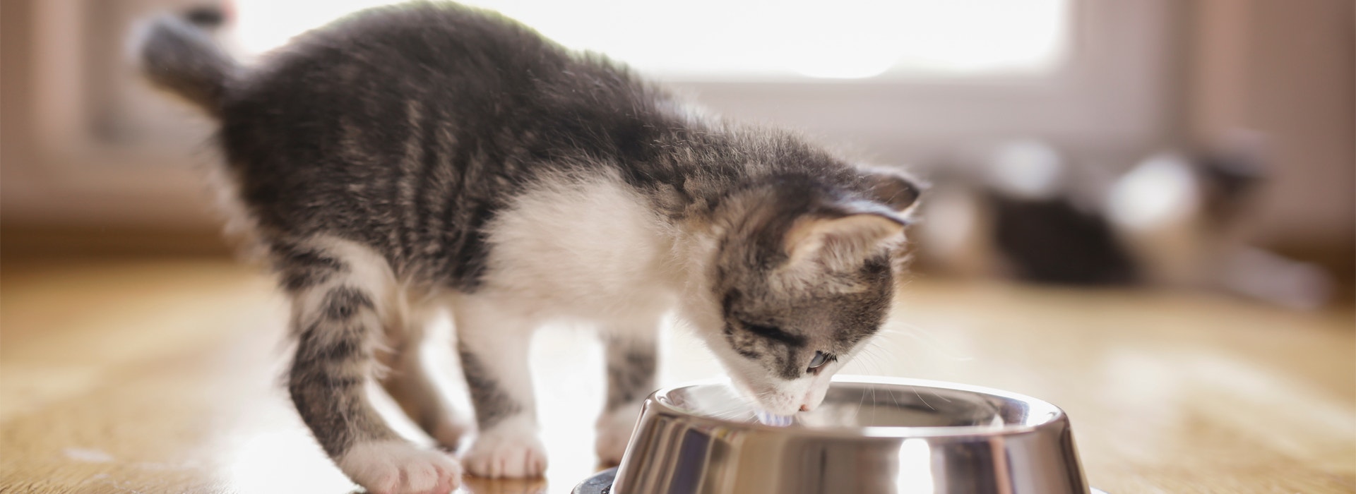 alimentation-Chaton-les-nutriments-essentiels.jpg