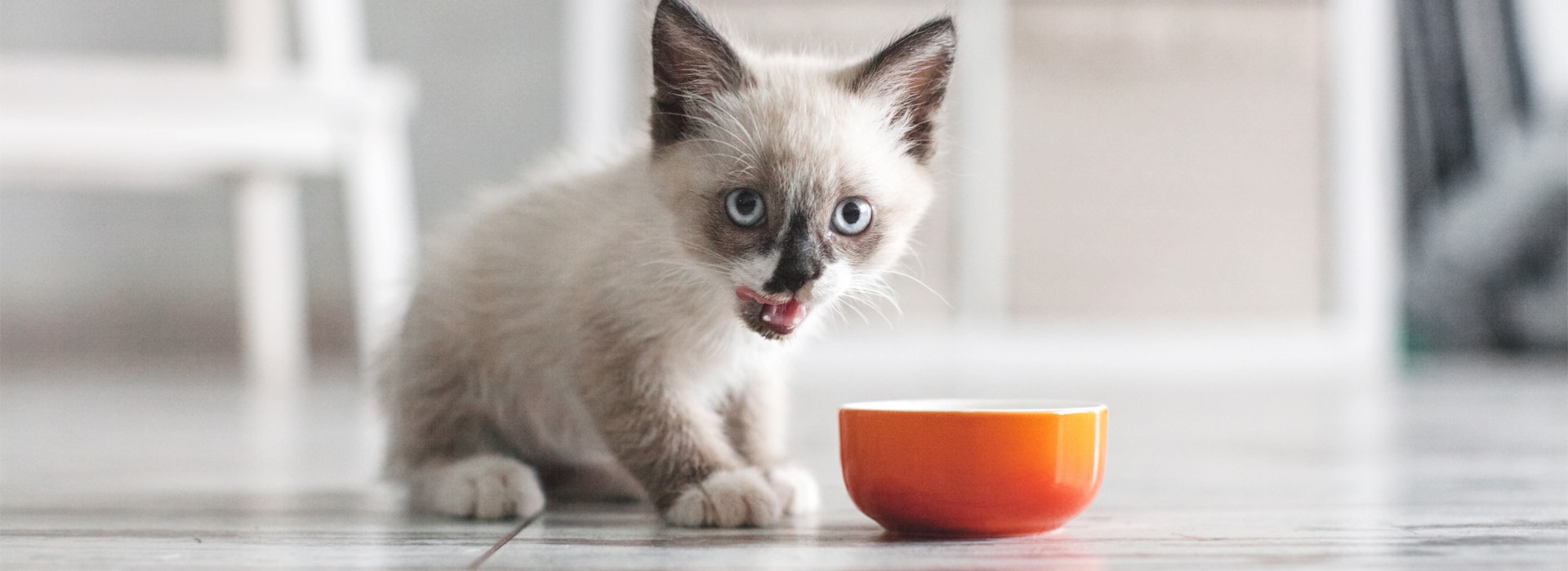 alimentation-Chaton-quelle-nourriture-pour-Chaton.jpg