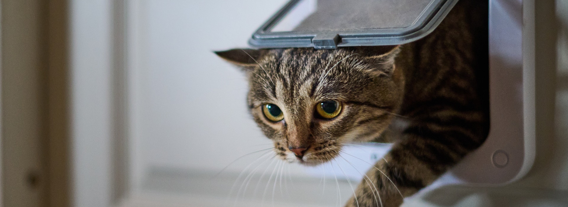 chat-a-linterieur-ou-a-lexterieur.jpg