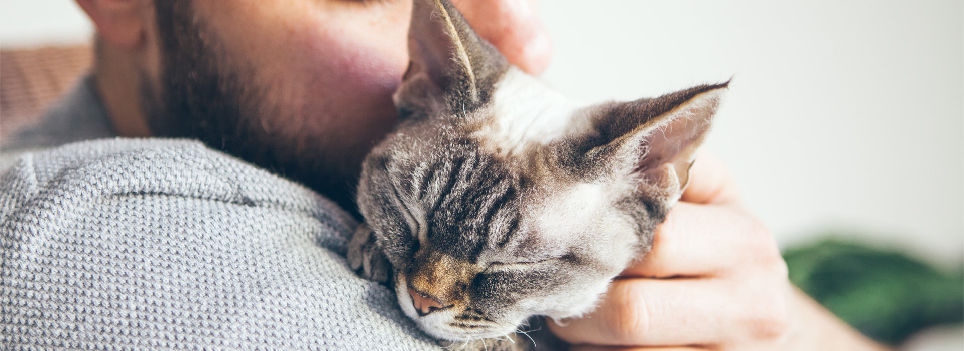 chat-affection-comment-developper-un-lien-avec-son-chat.jpg