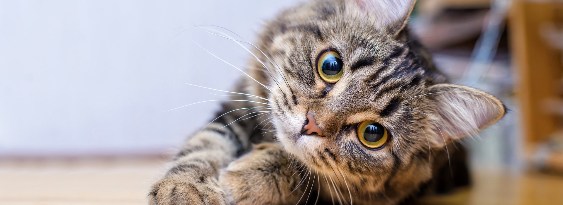 chat-qui-ronronne-pourquoi-un-chat-ronronne.jpg