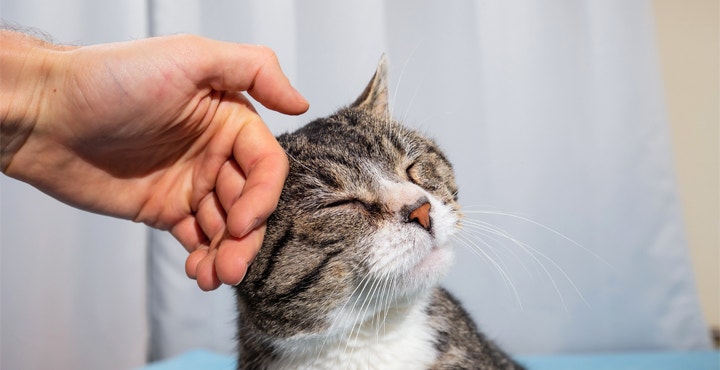 comment-caresser-un-chat.jpg