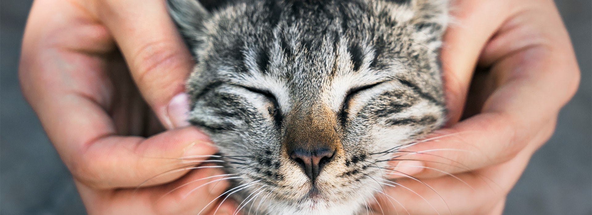 comment-savoir-si-mon-chat-est-heureux.jpg
