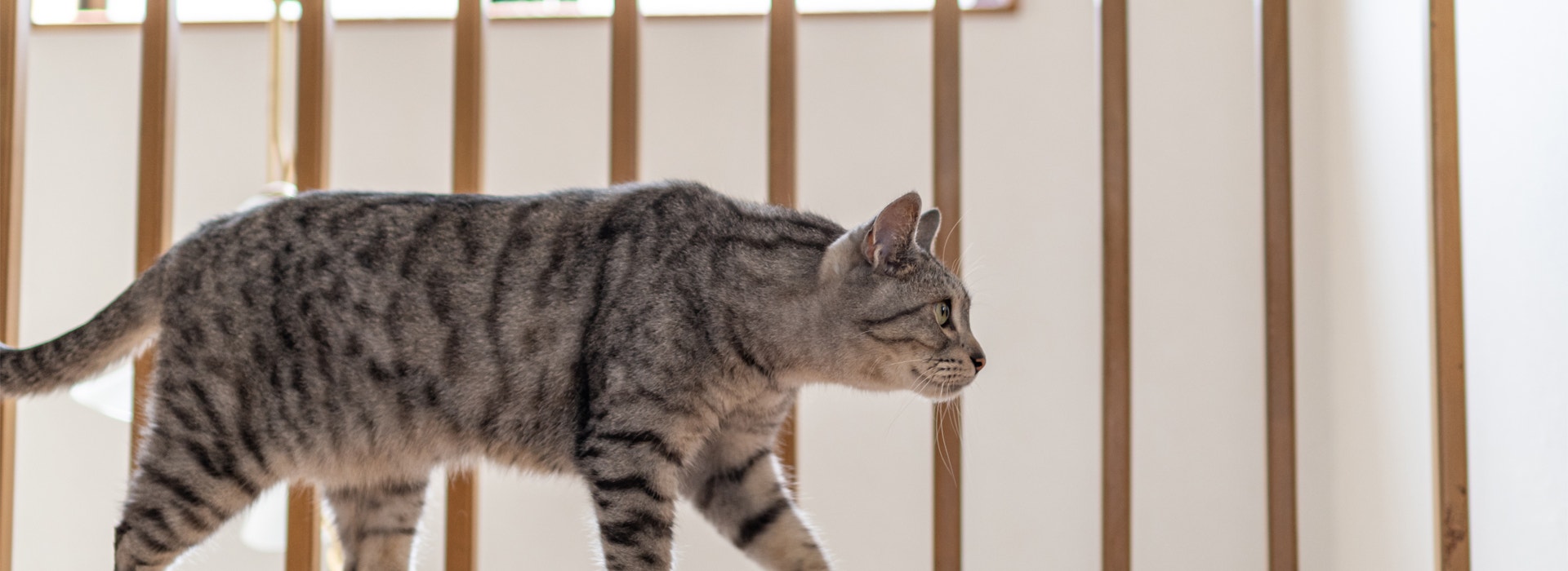 comportement-du-chat-comprendre-le-chat.jpg