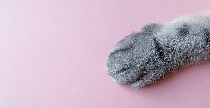 couper-les-griffes-du-Chaton-nos-conseils.jpg