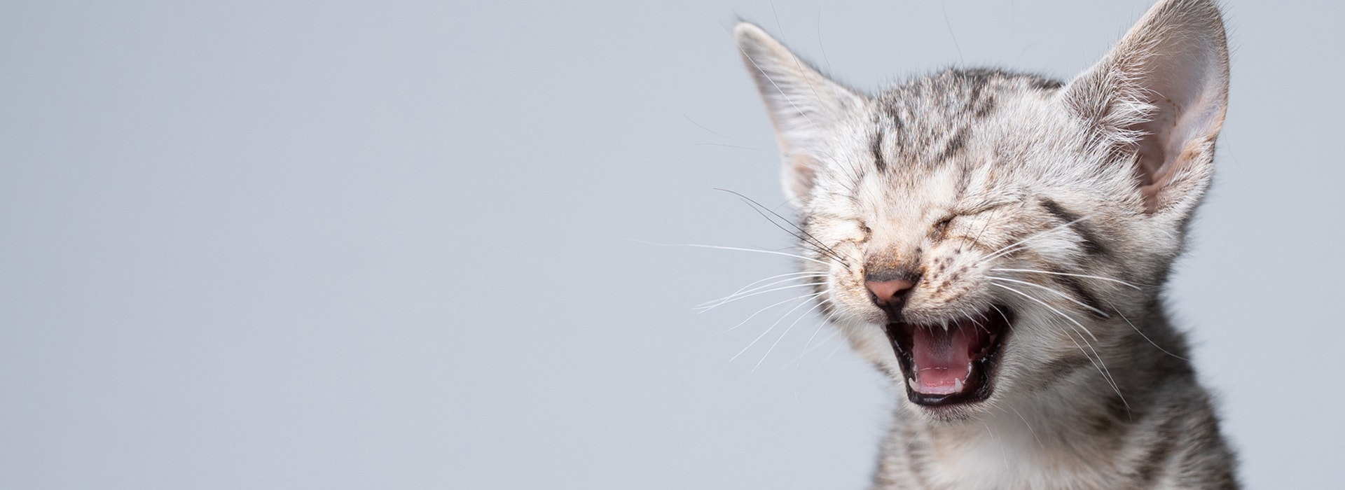 decryptez-le-langage-de-votre-Chaton.jpg