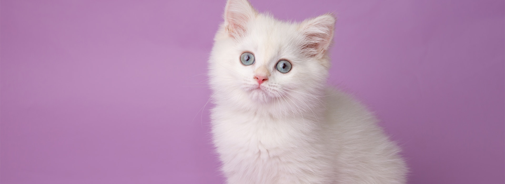 du-reconfort-pour-votre-Chaton.jpg