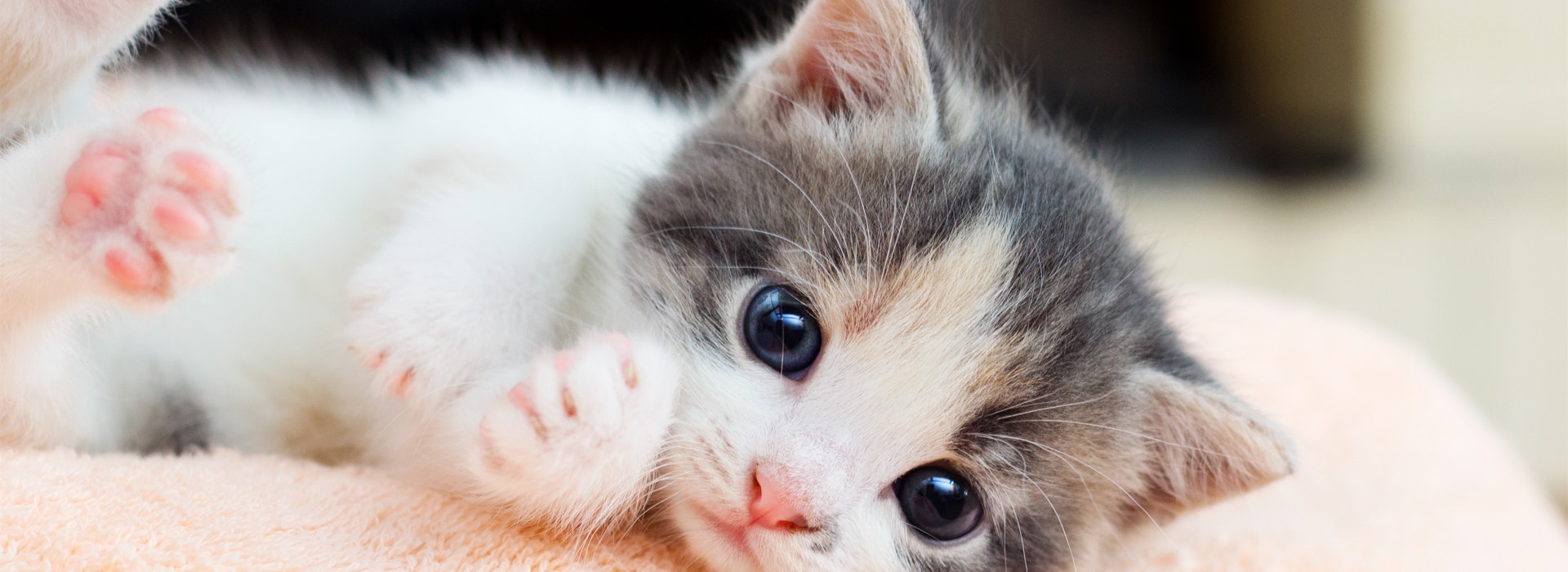 elever-un-Chaton-ses-premiers-mois.jpg