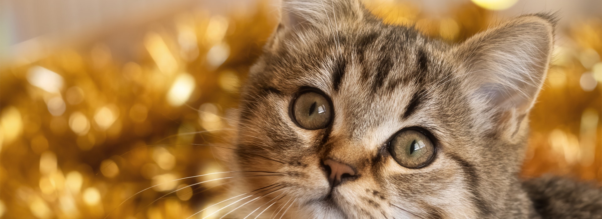 fetez-le-reveillon-avec-votre-chat.jpg