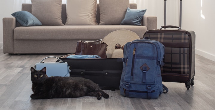 garde-chat-vacances-comment-sorganiser-pour-partir-en-vacances-sans-votre-chat.jpg