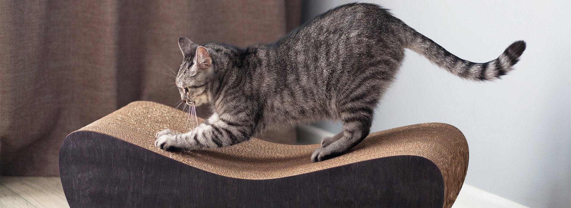 griffoir-pour-chat-quel-griffoir-pour-mon-chat.jpg