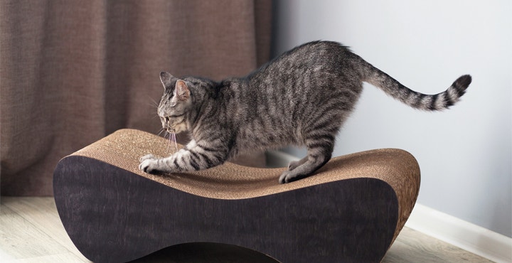 griffoir-pour-chat-quel-griffoir-pour-mon-chat.jpg