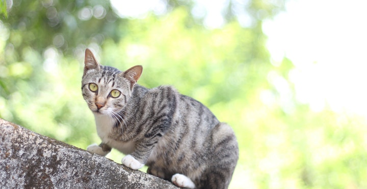 instinct-territorial-du-Chaton.jpg
