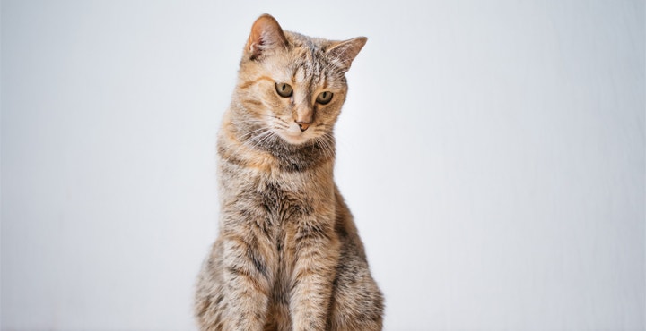 jai-un-chat-difficile-est-ce-normal.jpg