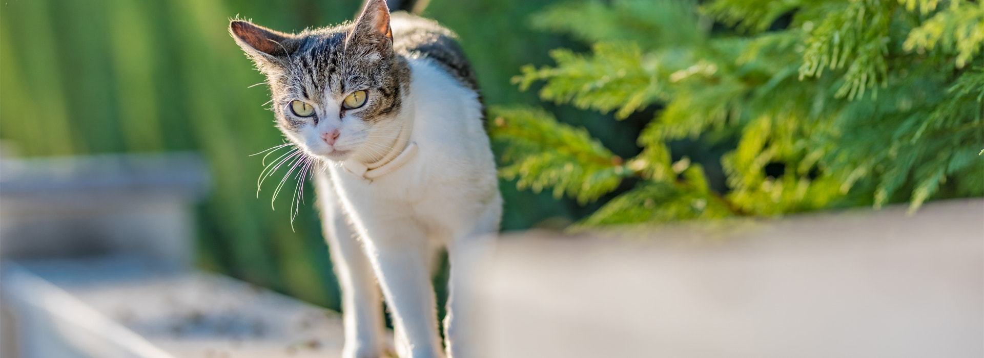 le-chat-et-vous-un-histoire-de-territoires.jpg