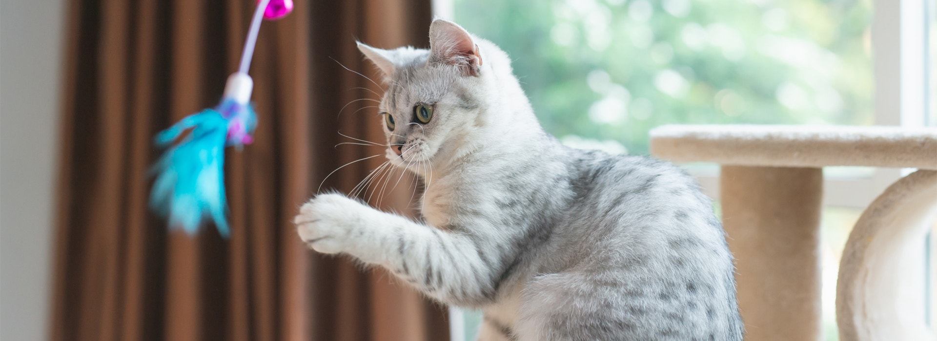 le-jeu-pour-canaliser-les-chats.jpg