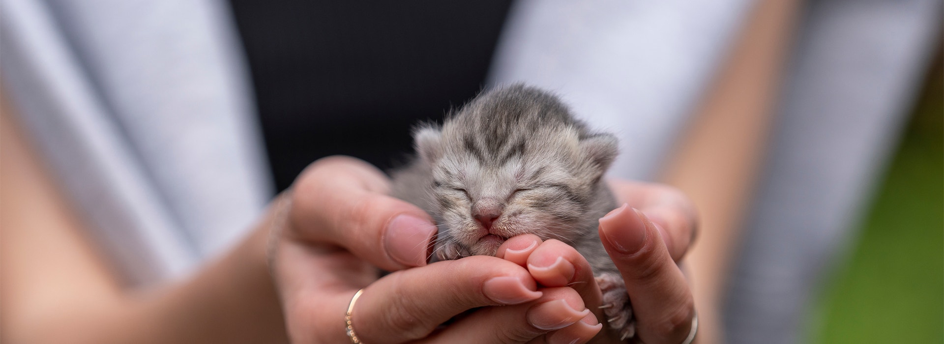 naissance-du-Chaton.jpg