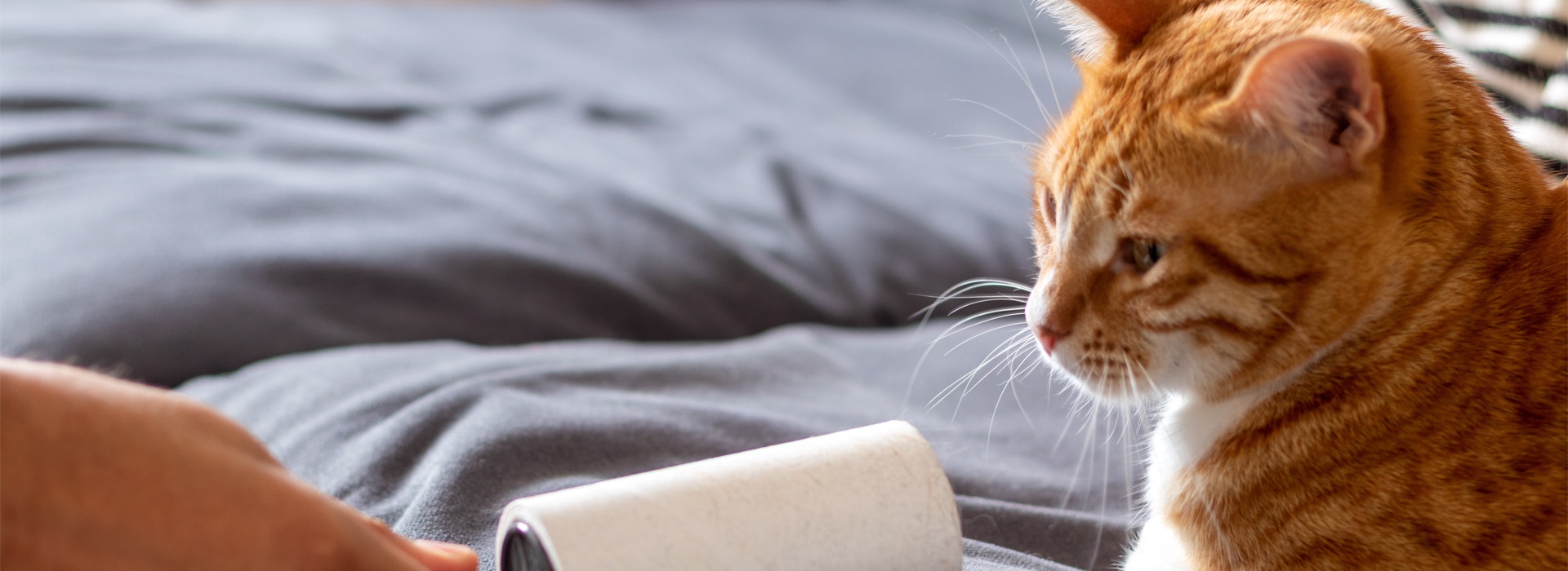 trucs-et-astuces-contre-pipis-et-poils-de-chat.jpg
