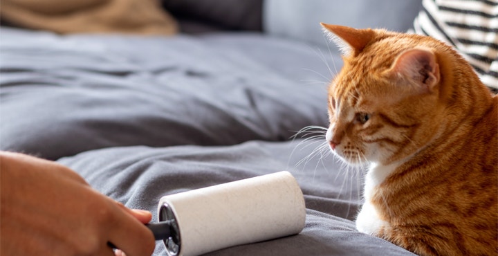trucs-et-astuces-contre-pipis-et-poils-de-chat.jpg
