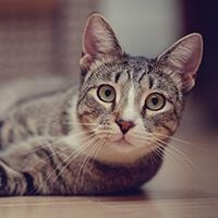 large_le-chat-de-gouttiere-636709512559146987.jpg