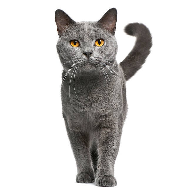 Chartreux.jpeg