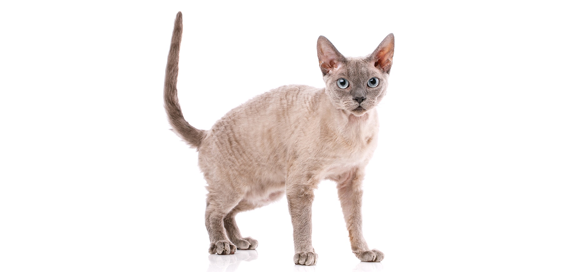 Devon Rex.jpeg
