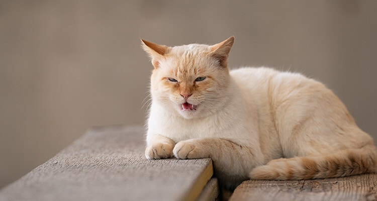 Un chat blanc miaule assis sur un banc