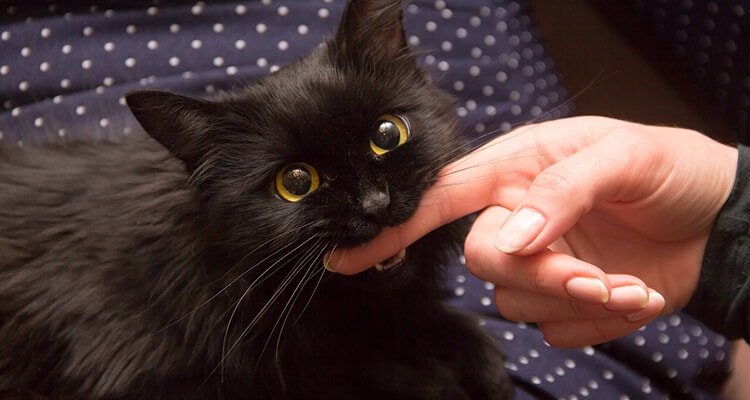 Un chat noir aux grands yeux jaunes mordille le doigt d'une personne de manière ludique.