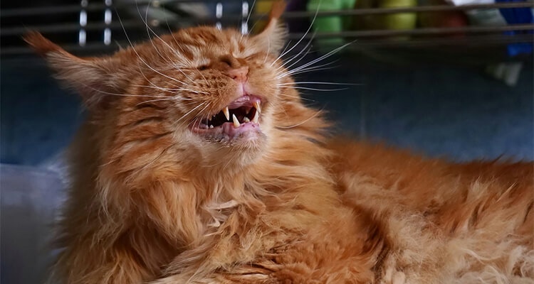 chat roux qui éternue
