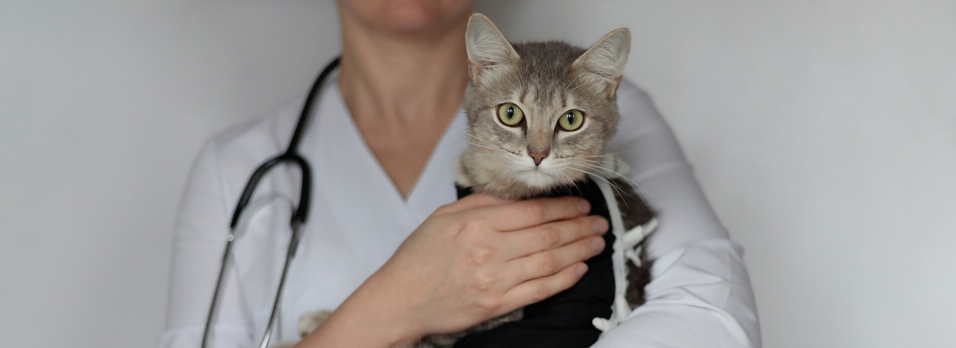 Un chat tigré gris tenu par un vétérinaire vêtu d'une blouse blanche, avec un stéthoscope autour du cou. 