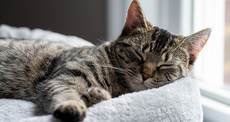 Mon chat dort beaucoup : causes et solutions