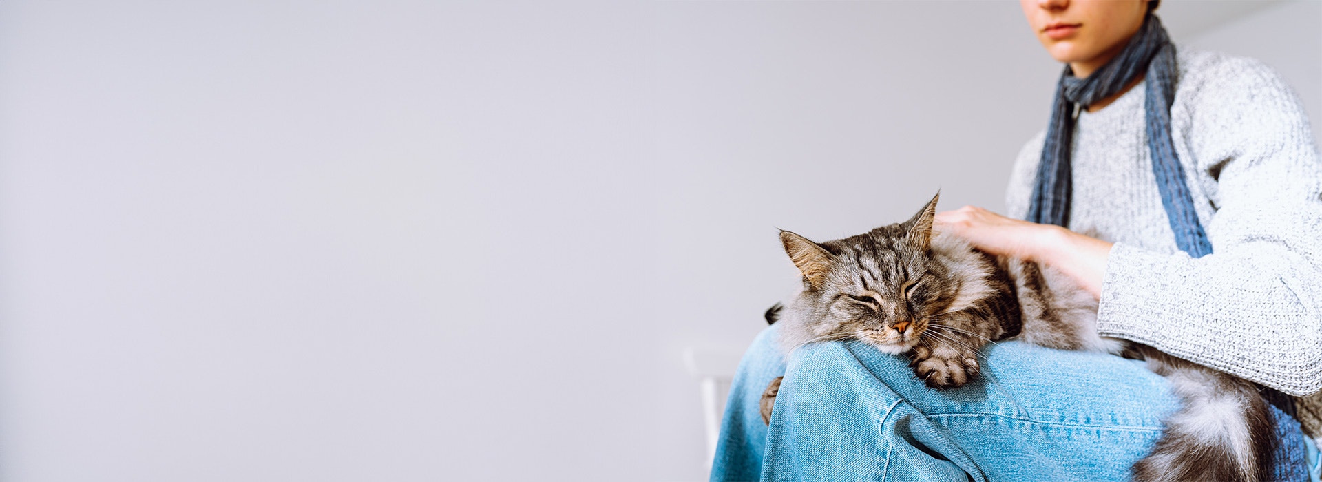 Mon chat ne ronronne pas : raisons et solutions pour comprendre ce comportement