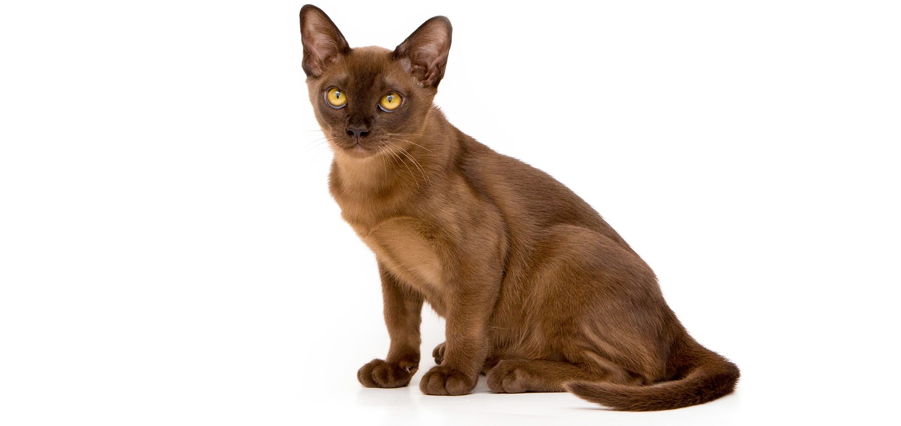Burmese