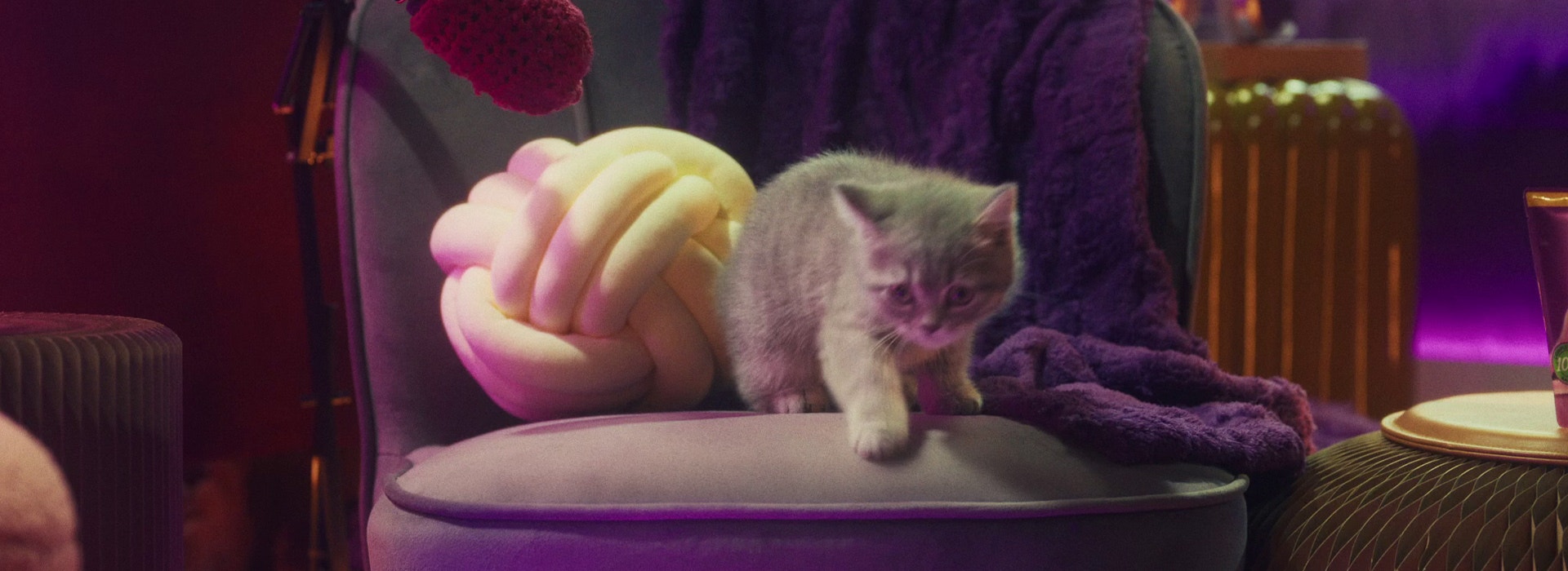Les chatons peuvent-ils manger de la nourriture humaine ?