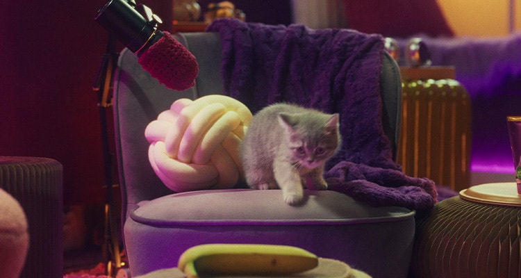 Les chatons peuvent-ils manger de la nourriture humaine ?