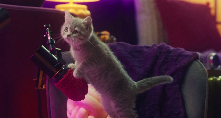 Les chatons ont-ils besoin d'une nourriture spéciale pour chatons ?