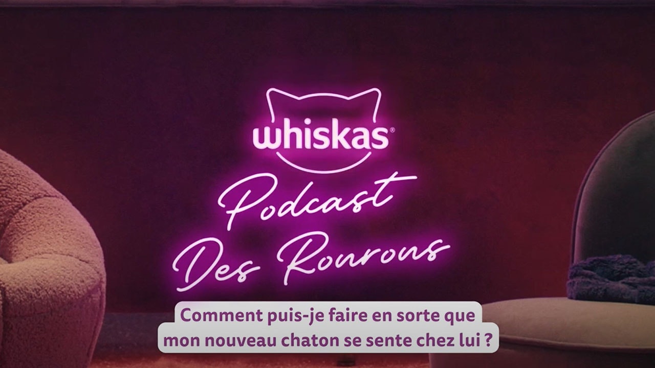 Accueillir un chaton