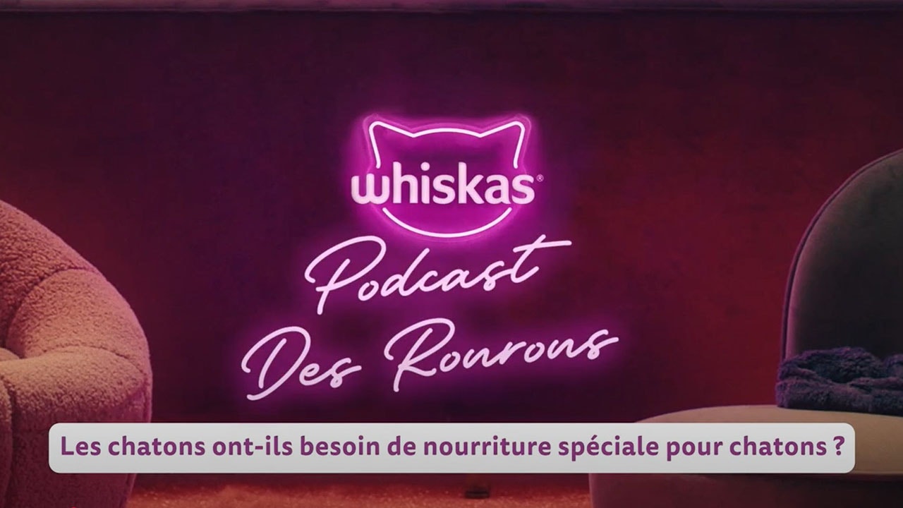 Les chatons ont-ils besoin d'une nourriture spéciale pour chatons ?