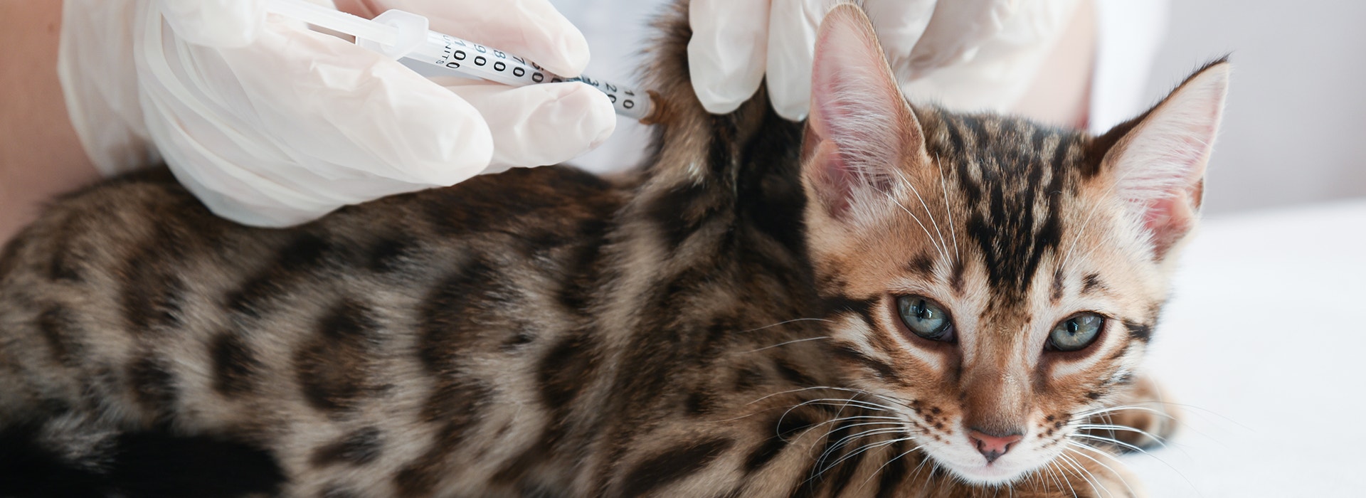 Chaton du Bengale vacciné par un vétérinaire