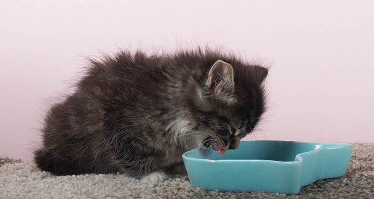 Chaton gris duveteux buvant du lait dans une gamelle bleue sur un tapis, avec un fond rose.