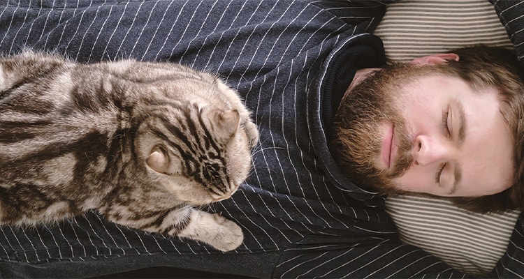 Chat dormant sur son propriétaire